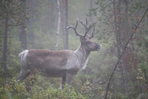 metsäpeura pilvilampilla (16)