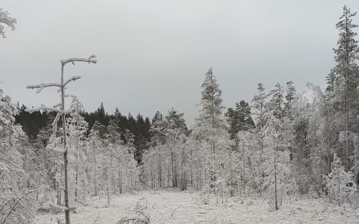 Vetelin Erä Ry